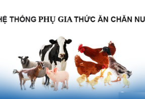 OVERVIEW OF VIETNAM’S ANIMAL FEED MARKET